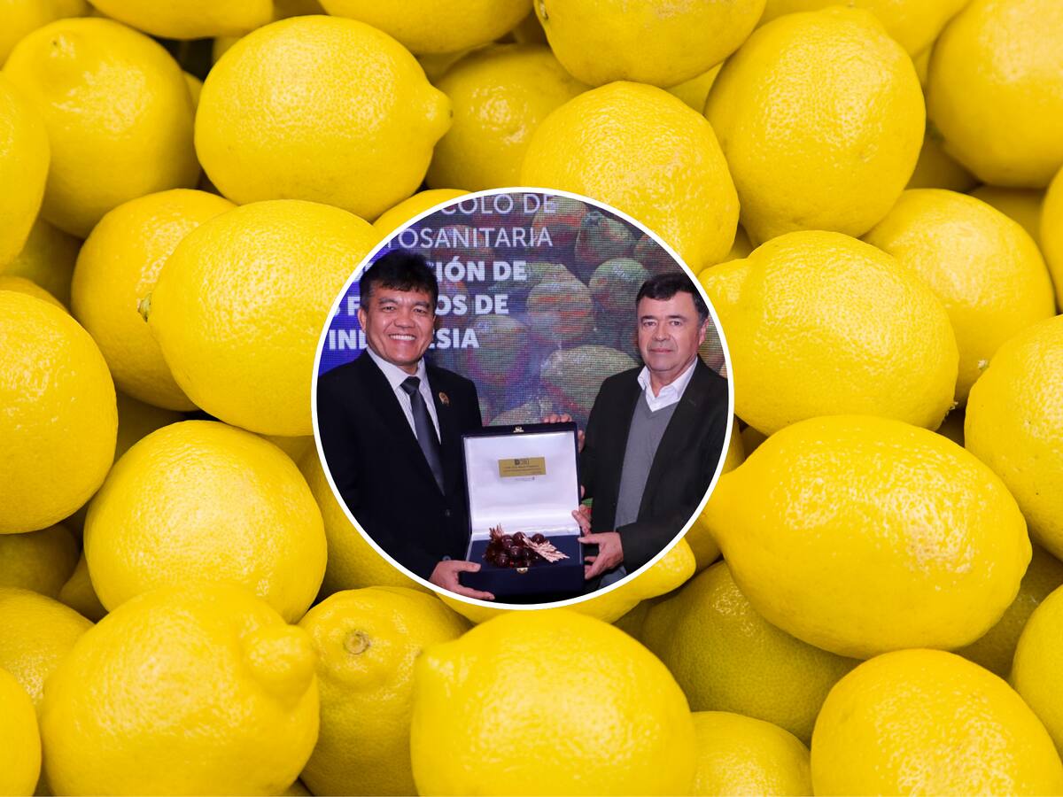 El limón, la nueva estrella del país: Chile e Indonesia concretan acuerdo para exportación de limones frescos