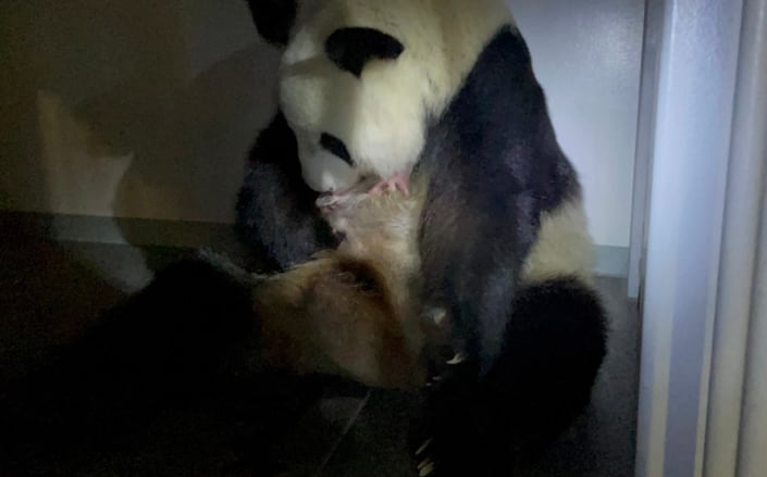 Panda gigante tuvo mellizos en Japón / Foto: Zoológico de Ueno