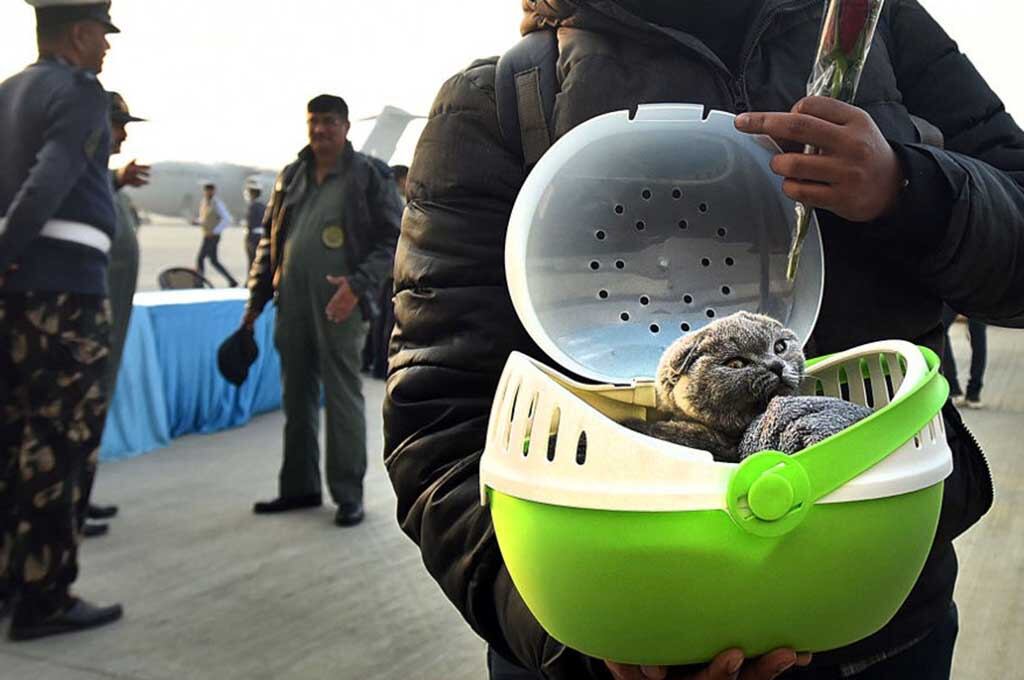 Gatos en Rusia y Ucrania
