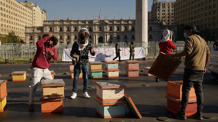 Protesta Apicultores