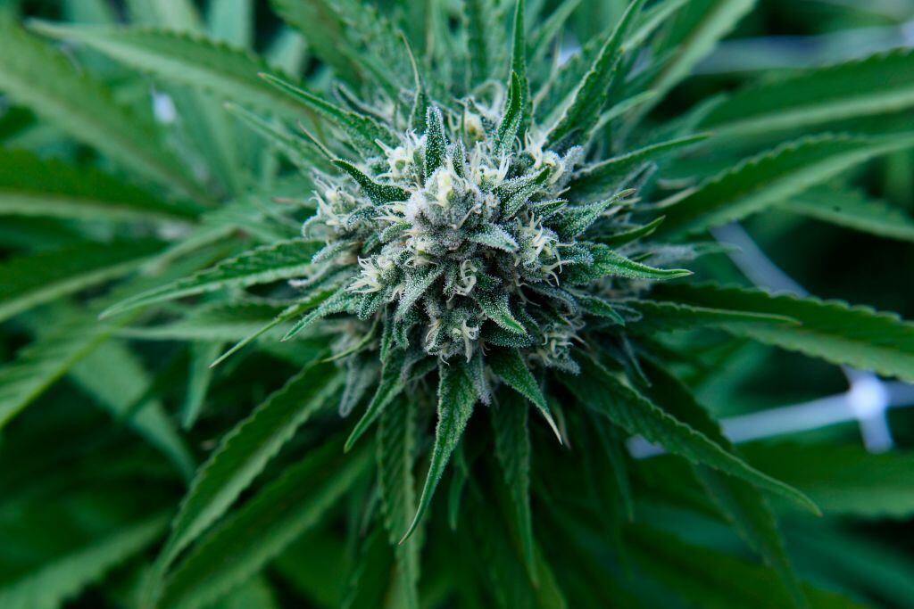 La producción y venta legal de cannabis en Uruguay