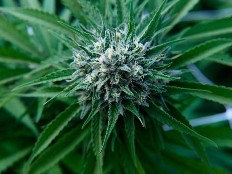La producción y venta legal de cannabis en Uruguay