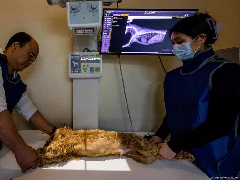 Veterinarios recurren a la IA para diagnosticar mascotas en Corea del Sur