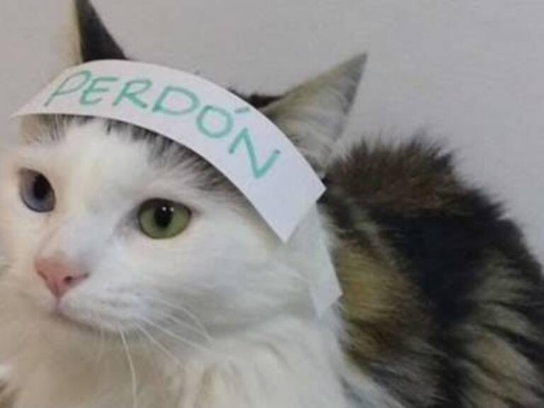 ¡Es la única que lo puede atender! Gato se vuelve viral por «pedirle perdón» a su veterinaria