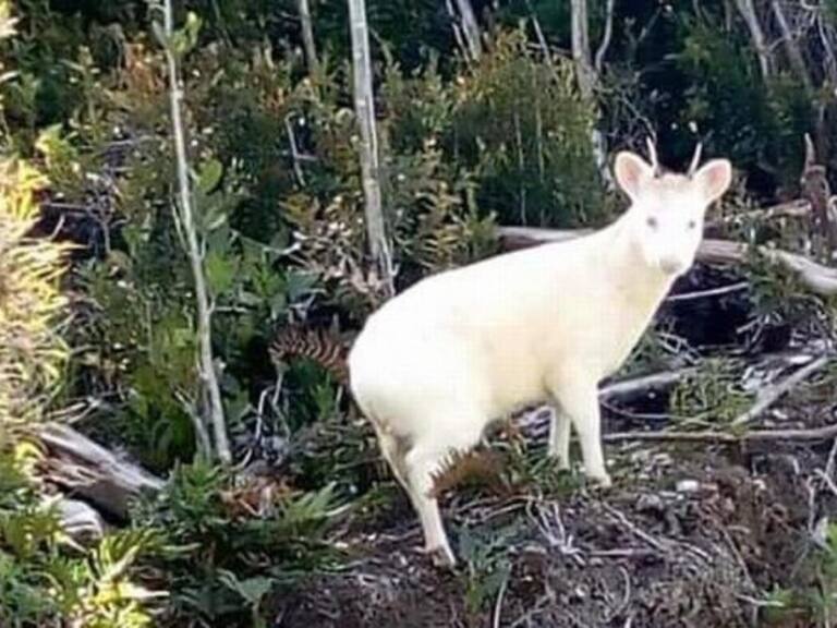 Viralizan un nuevo avistamiento del pudú albino en Chiloé