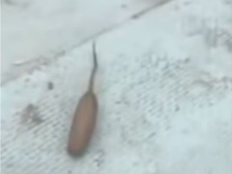 Extraña larva similar a un ratón llamó la atención de australianos