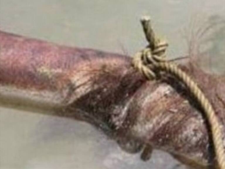 Horrenda masacre a animal en peligro de extinción impacta al mundo