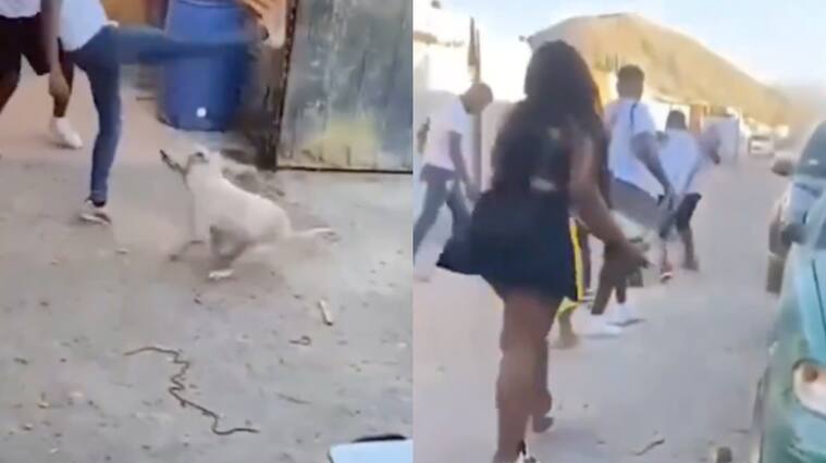 Cruel caso de maltrato animal en Copiapó