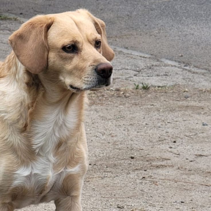 Feliz día del perro: esta es la fórmula real para calcular la edad “humana” de tu mascota y su esperanza de vida según tamaño