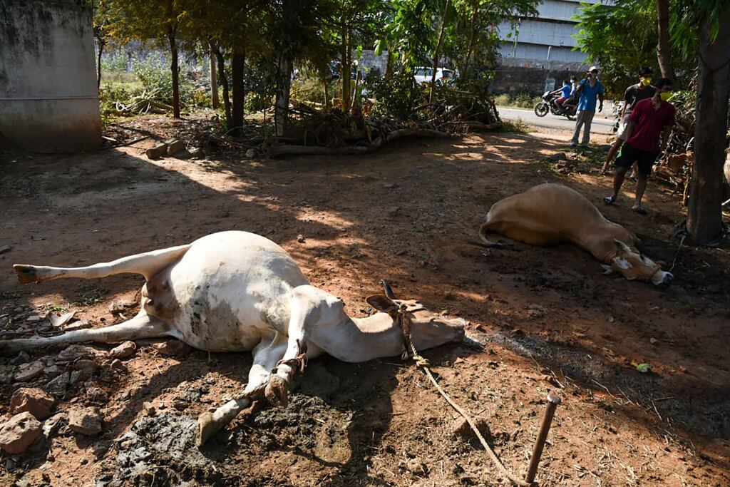 Ciudadanos observan la muerte de animales por la fuga de gas en una planta química