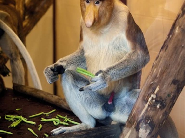 El mono narigón desarrolla su órgano nasal para tener más sexo y garantizar la paz