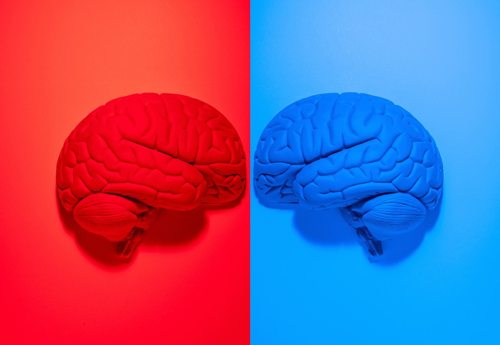 Vibrantly colored red and blue anatomical human brain models facing each other on red and blue backgrounds