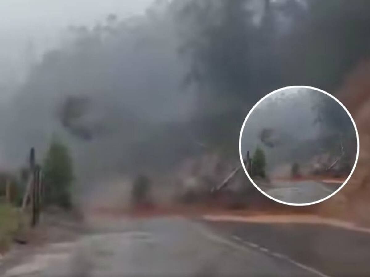 Video muestra la impactante caída de un árbol en medio de las intensas lluvias que afectan a Valdivia