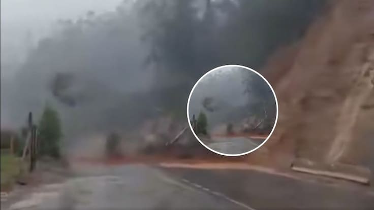Video muestra la impactante caída de un árbol en medio de las intensas lluvias que afectan a Valdivia