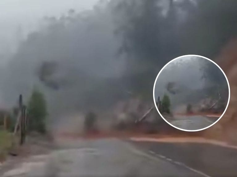 Video muestra la impactante caída de un árbol en medio de las intensas lluvias que afectan a Valdivia