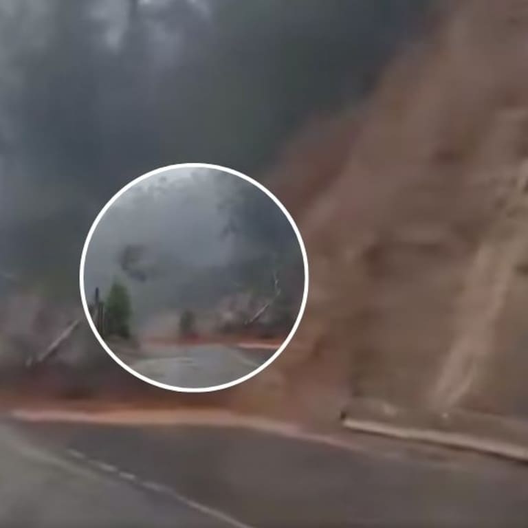Video muestra la impactante caída de un árbol en medio de las intensas lluvias que afectan a Valdivia