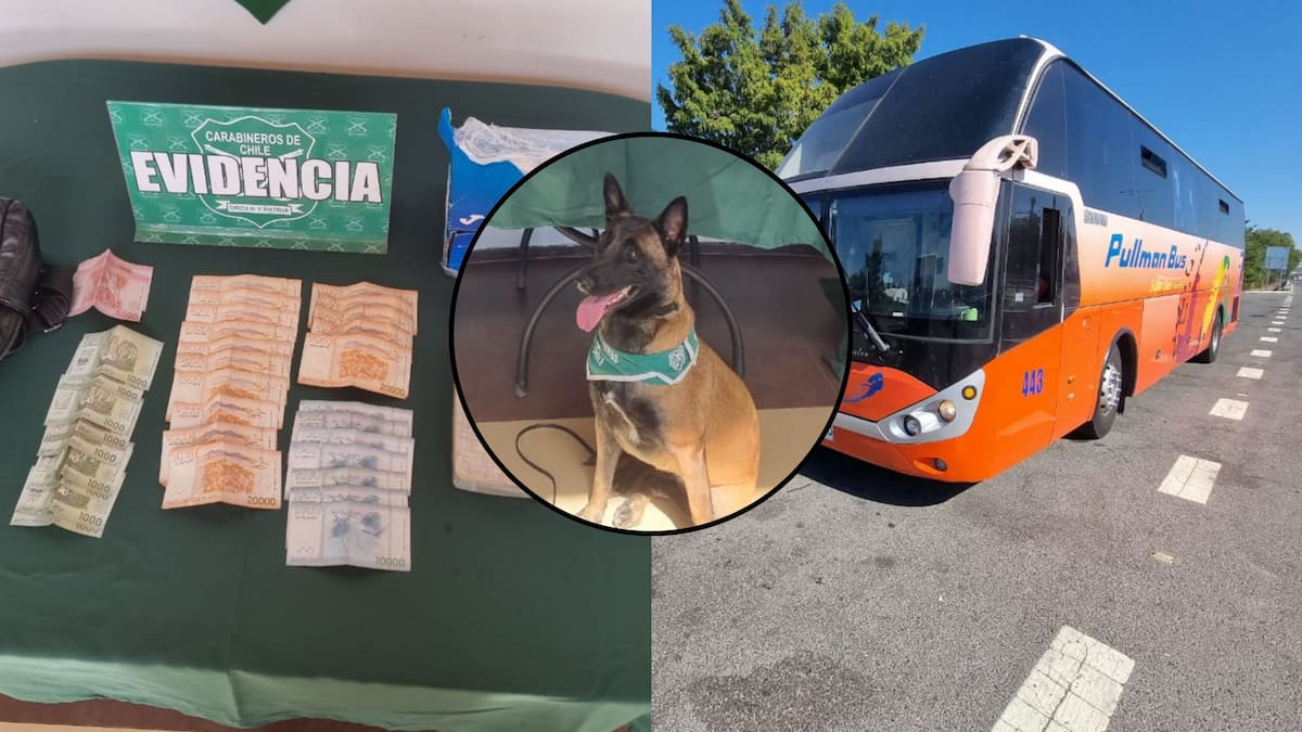 Perro antidrogas de Carabineros detecta más de tres kilos de cocaína en bus interprovincial en Lampa: una mujer fue detenida