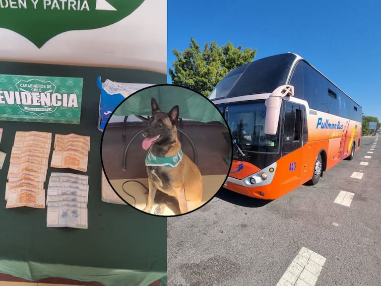 Perro antidrogas de Carabineros detecta más de tres kilos de cocaína en bus interprovincial en Lampa: una mujer fue detenida