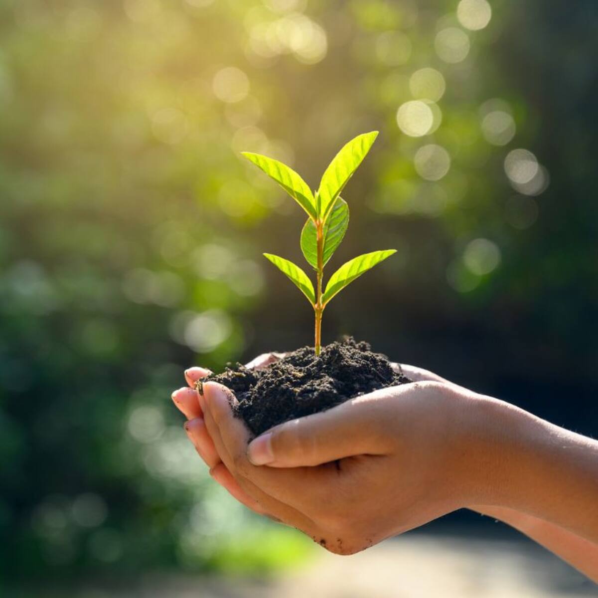 Día del Medio Ambiente: el preocupante dato que muestra menor compromiso climático en Chile
