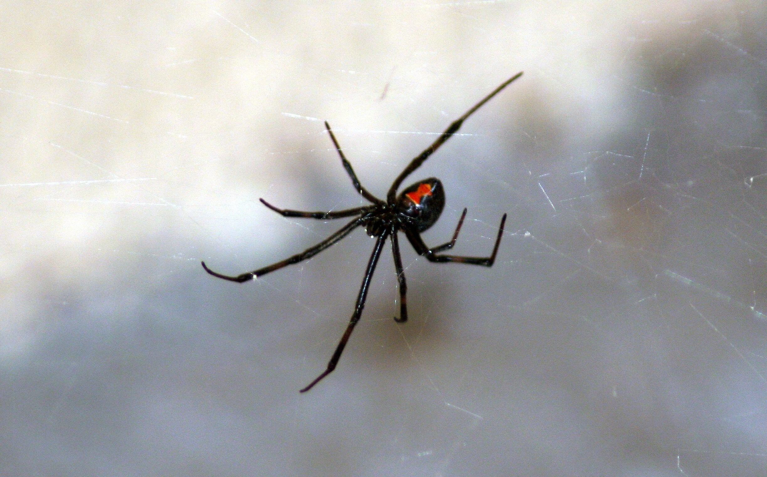 Araña del Trigo o Viuda Negra | Getty Images