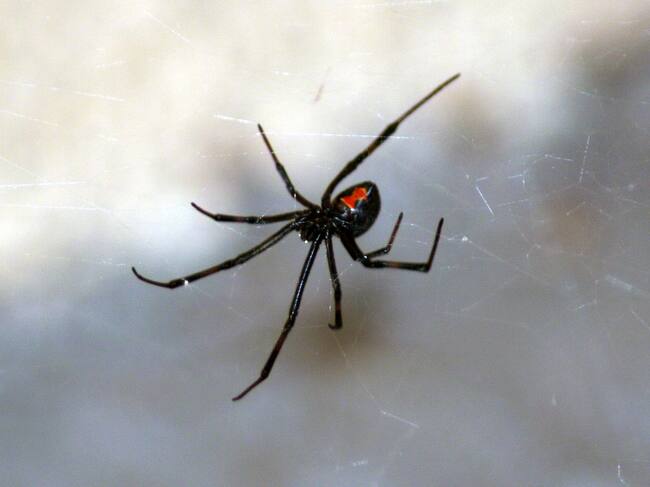 Araña del Trigo o Viuda Negra | Getty Images