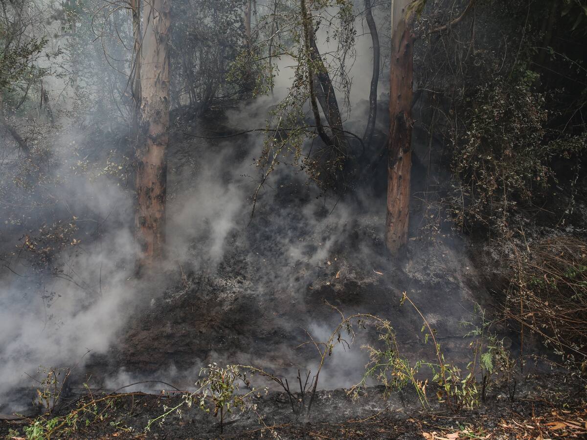 Muere brigadista de la CMPC mientras combatía incendio en Ercilla: le cayó un árbol encima