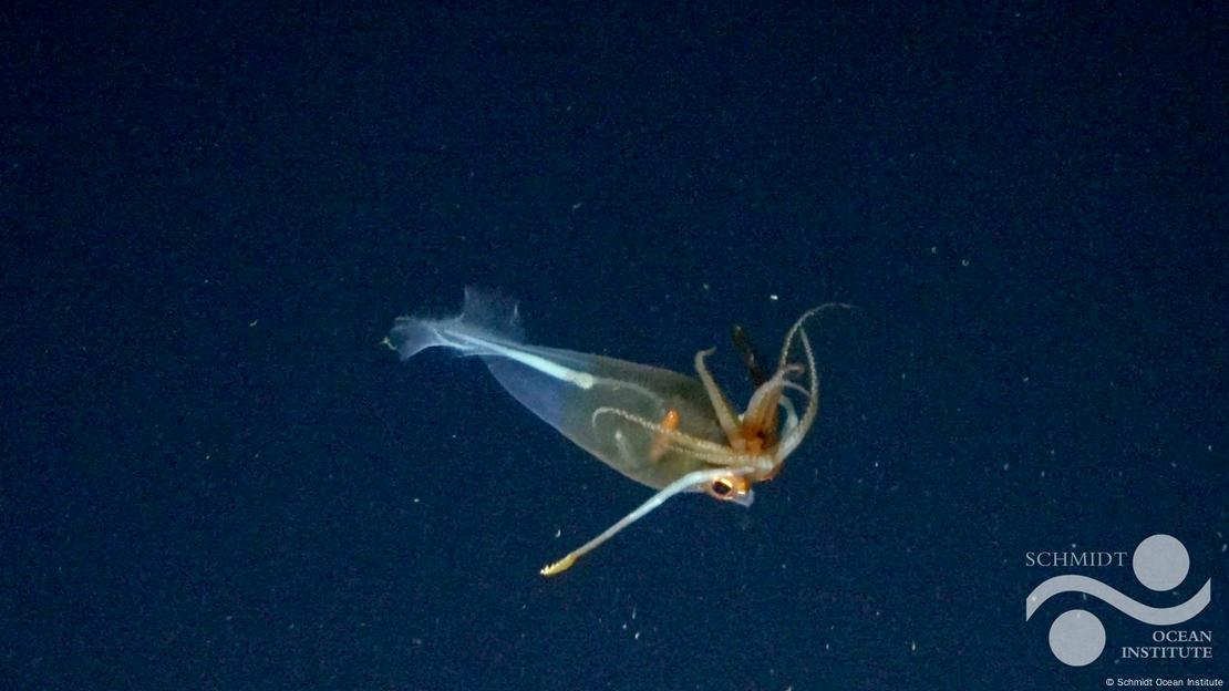 Imagen conseguida por otra expedición del Galiteuthis glacialis.