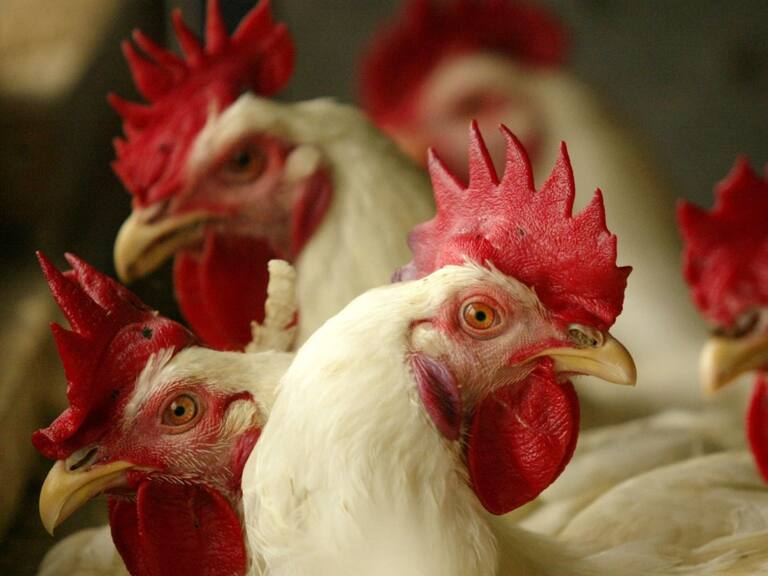 Gobierno confirma primer caso de gripe aviar en Chile: fue detectado en un ave silvestre en Arica