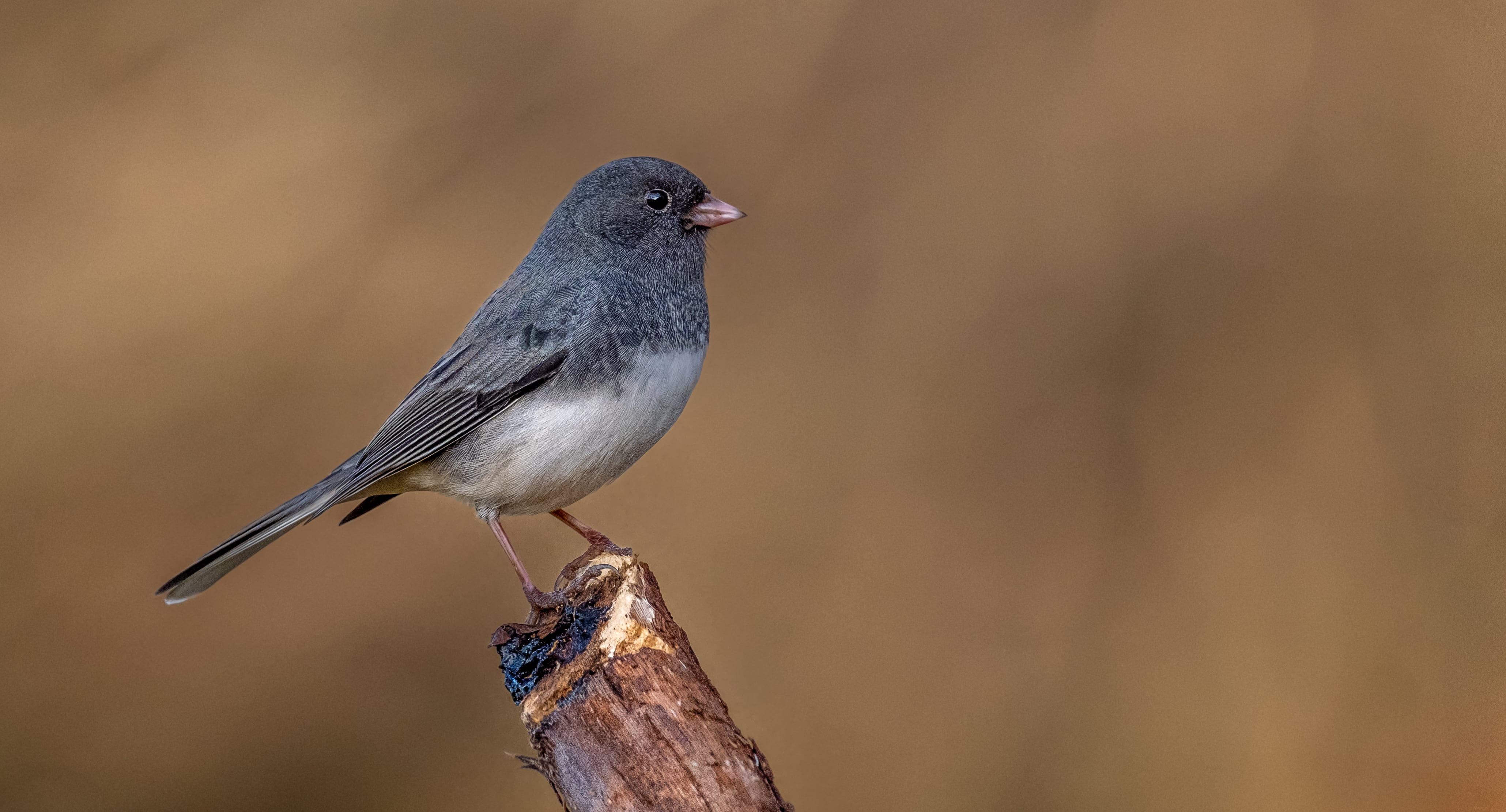 Junco hyemalis