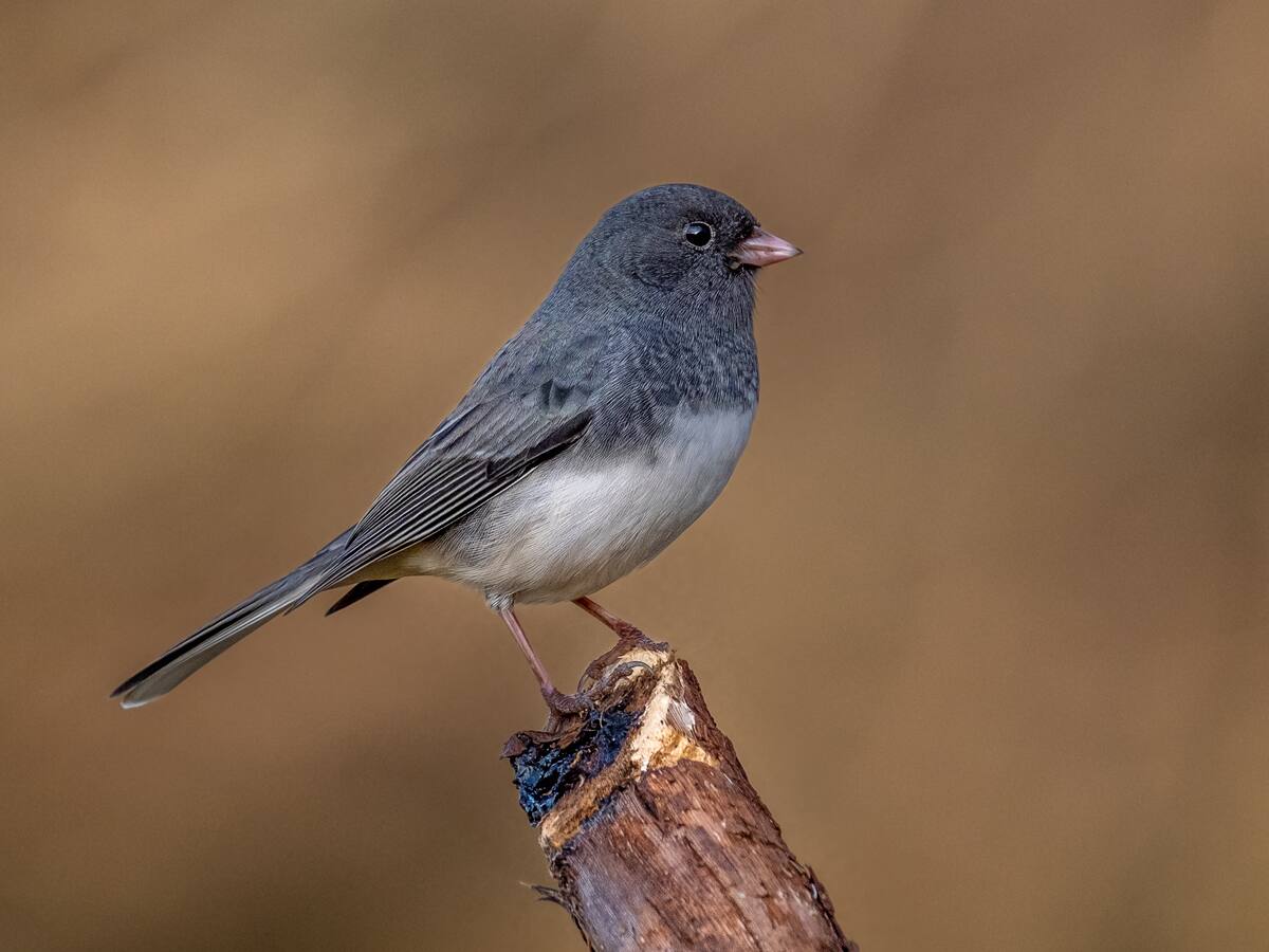 Ciencia reveló cómo la pandemia modificó el cuerpo de las aves en solo dos años