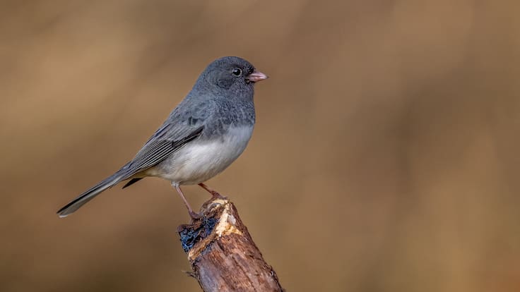 Ciencia reveló cómo la pandemia modificó el cuerpo de las aves en solo dos años