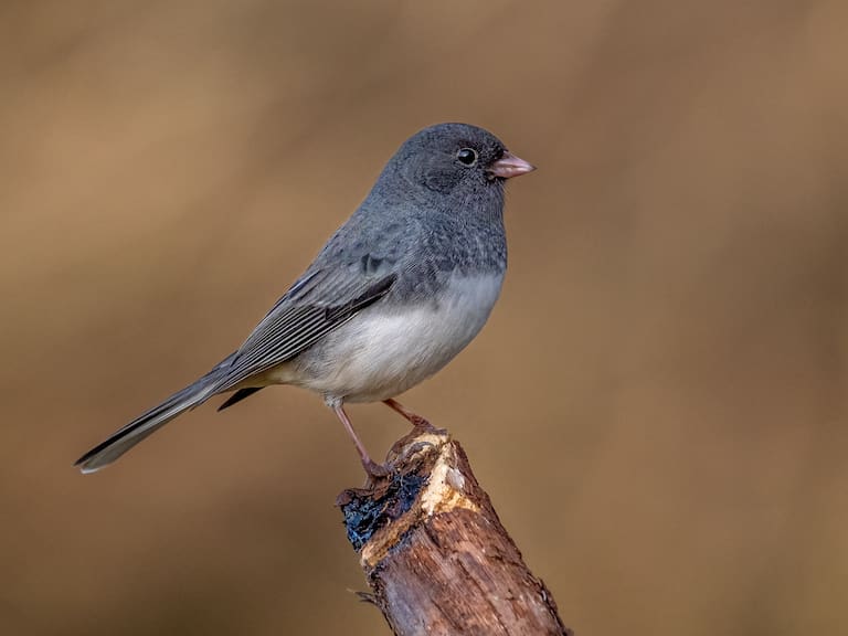 Junco hyemalis