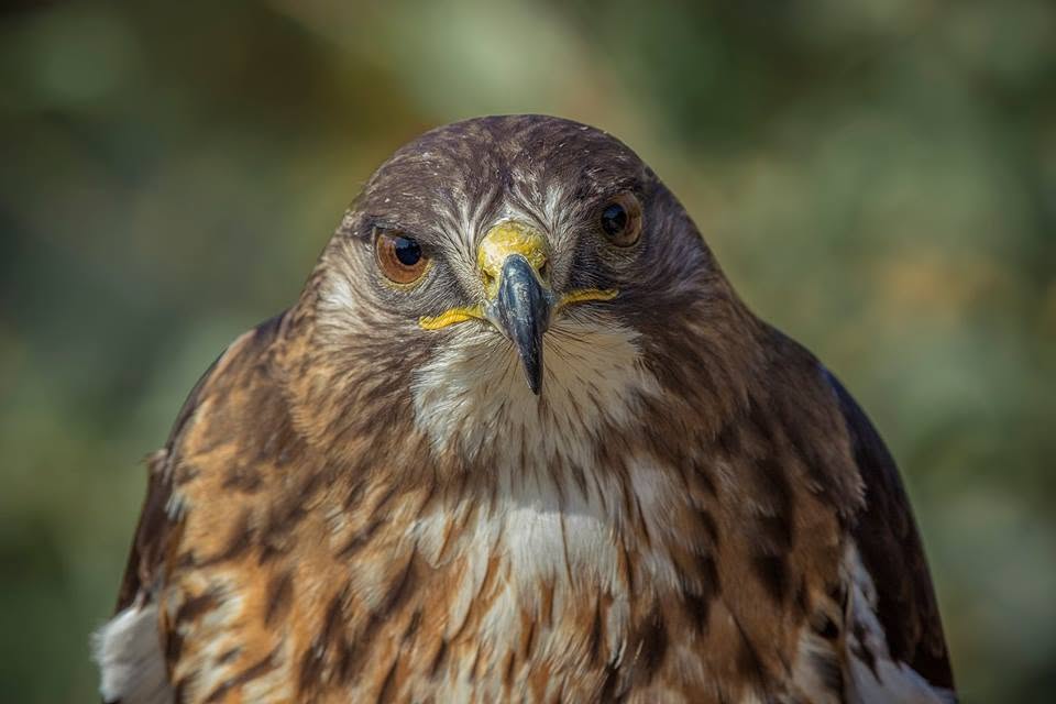 Créditos: Fotografía de Aves