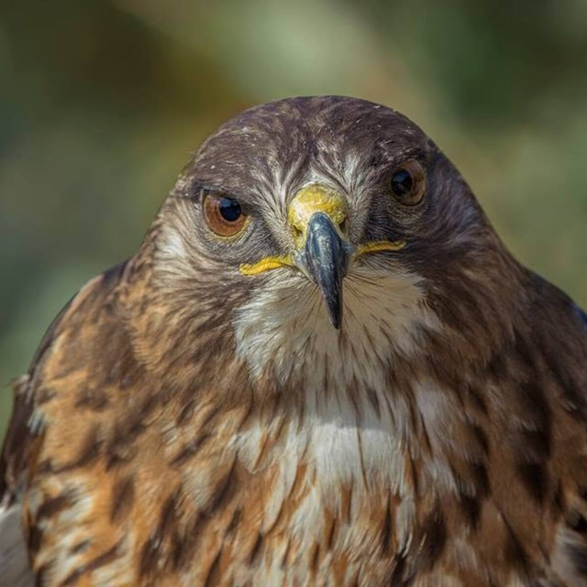 Publicó una fotografía y causó indignación: hombre será formalizado por matar a especie protegida en Chiloé