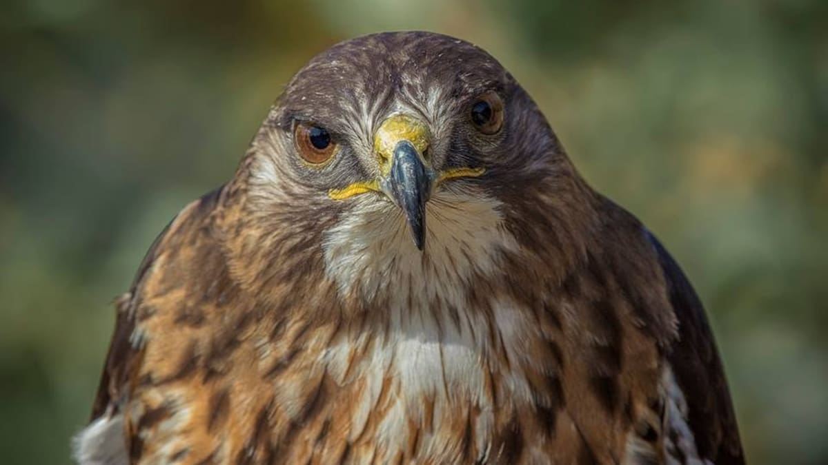 Publicó una fotografía y causó indignación: hombre será formalizado por matar a especie protegida en Chiloé