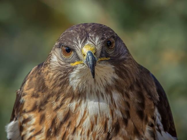 Créditos: Fotografía de Aves