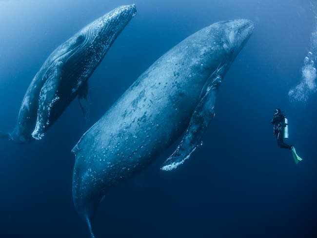 Investigadores desvelan los fascinantes misterios detrás del canto de las ballenas