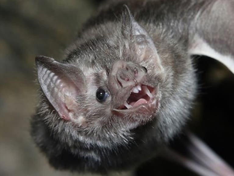 Descubren por qué los murciélagos vampiro se pueden alimentar de sangre