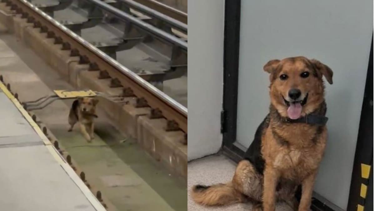 Del caos en Línea 4 a buscar una familia: Metro de Santiago pide ayuda para encontrar a perro rescatado de las vías