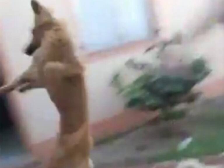 Pelea de perros interrumpió viral de dos niñas: El final es inesperado