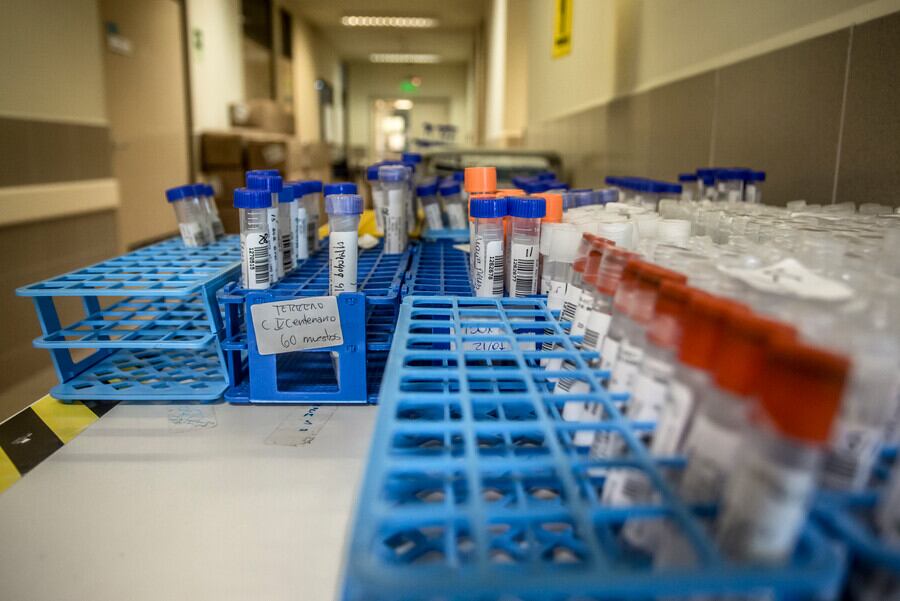 Muestras de PCR (referencial)