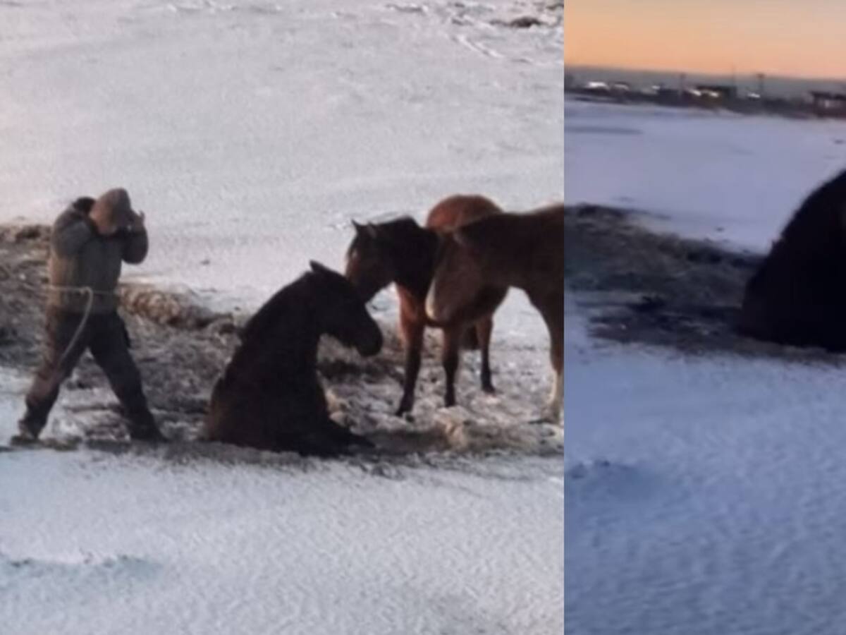 Logran rescatar a caballo atrapado en el hielo de Magallanes