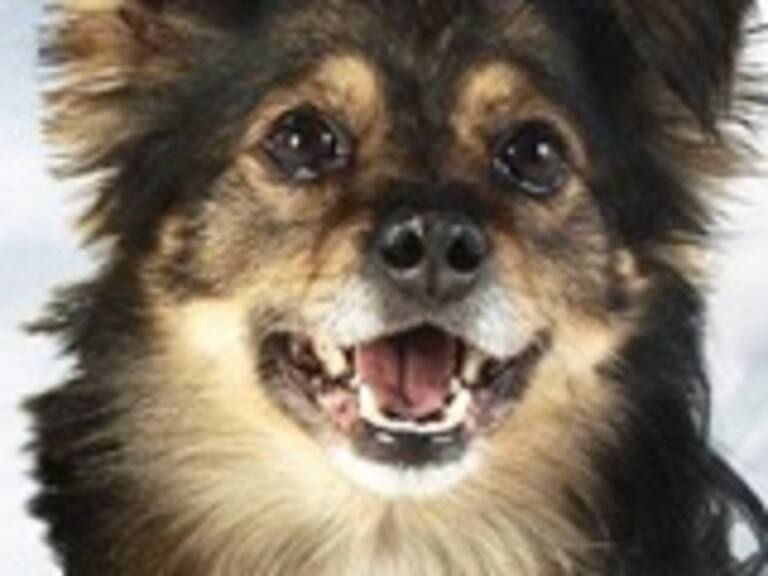 Relax Chile le rindió un sentido homenaje a Spike, el perro de Lipigas