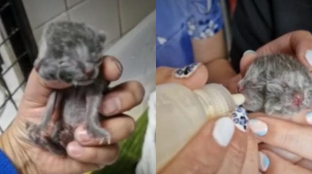 “Sus expresiones faciales son como un espejo”: nace gatito con dos caras en Chile