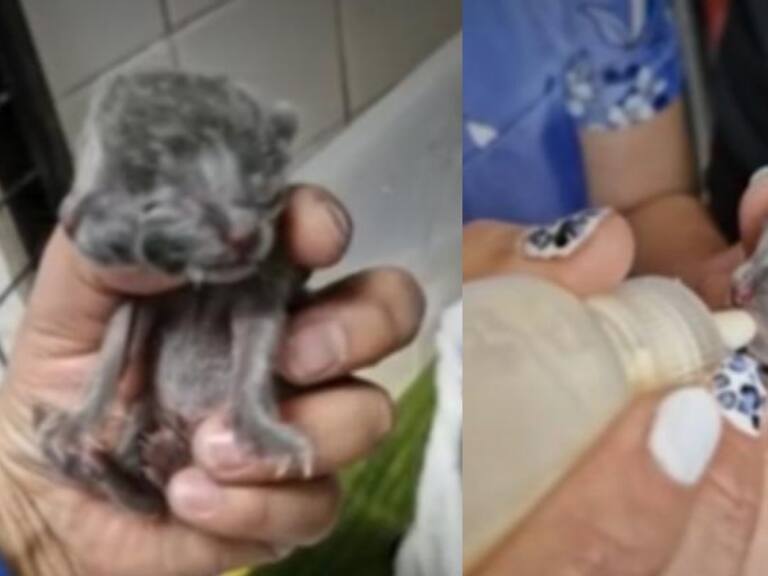 “Sus expresiones faciales son como un espejo”: nace gatito con dos caras en Chile