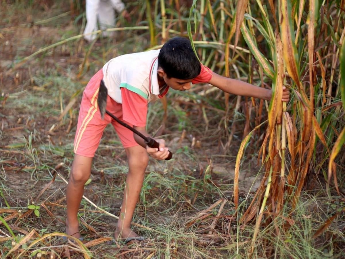 Trabajo infantil en vacaciones: la cara invisible del verano que alerta a Chile
