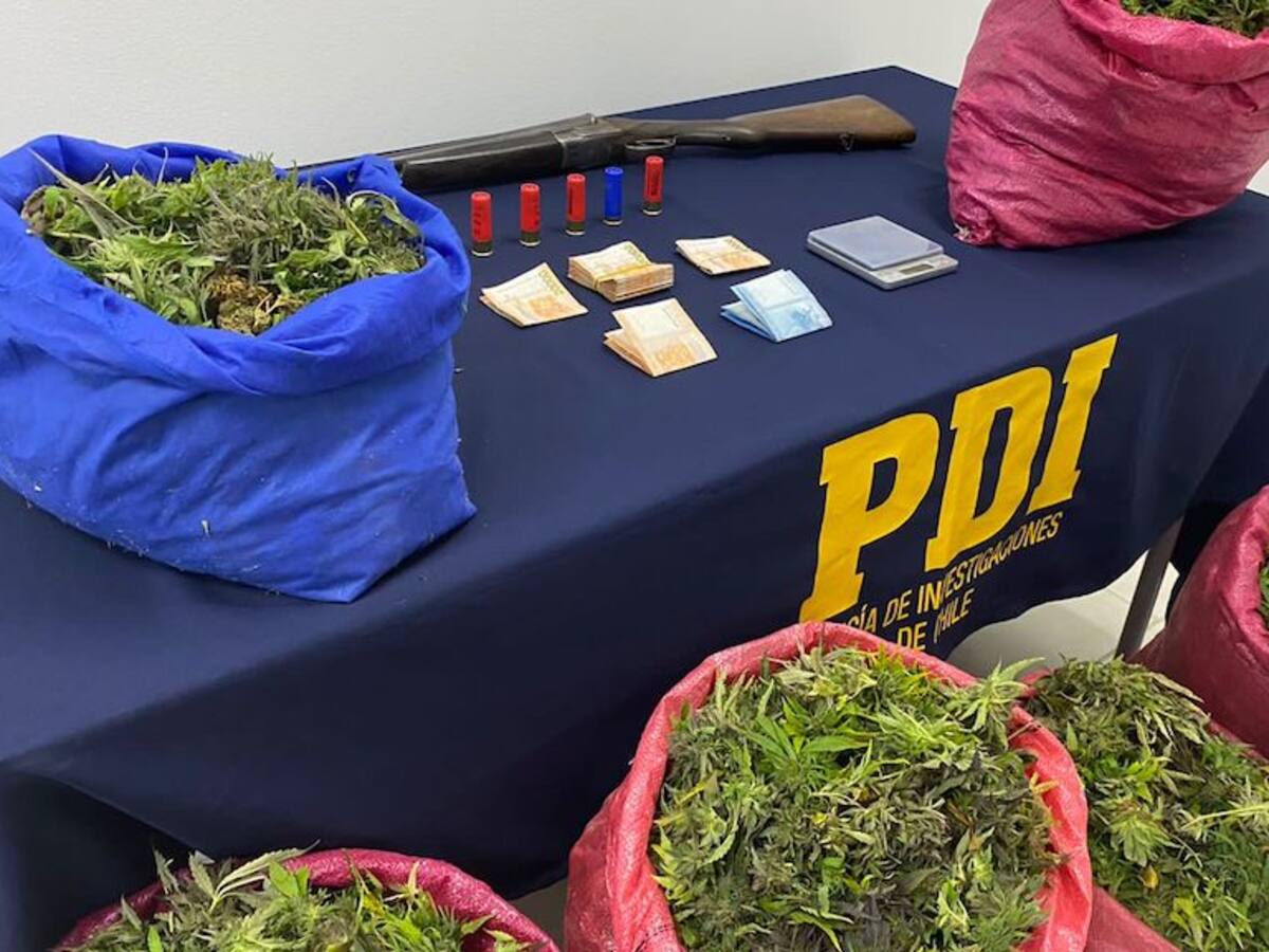 PDI incauta casi 50 kilos de cannabis en San Vicente de Tagua Tagua