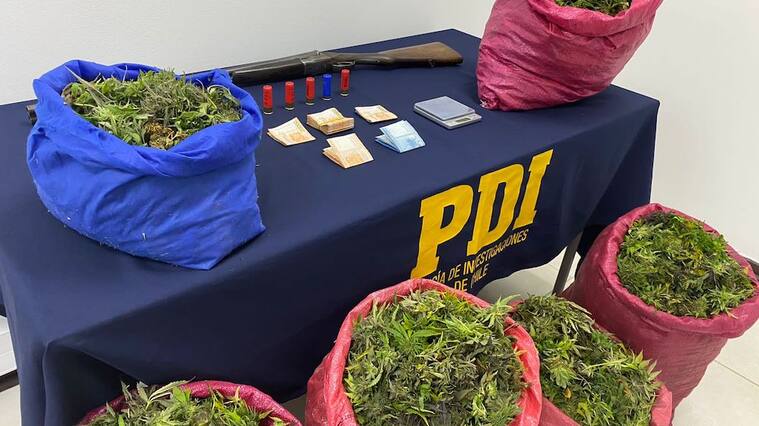 PDI incauta cannabis