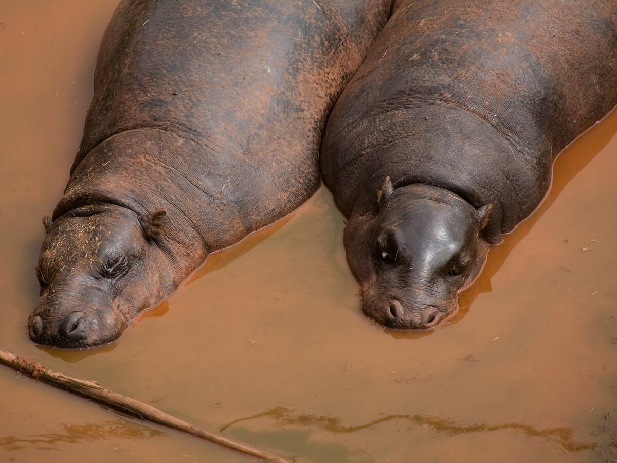 Una especie extraña y en peligro de extinción: así es el raro hipopótamo pigmeo que nació en el zoológico de Atenas