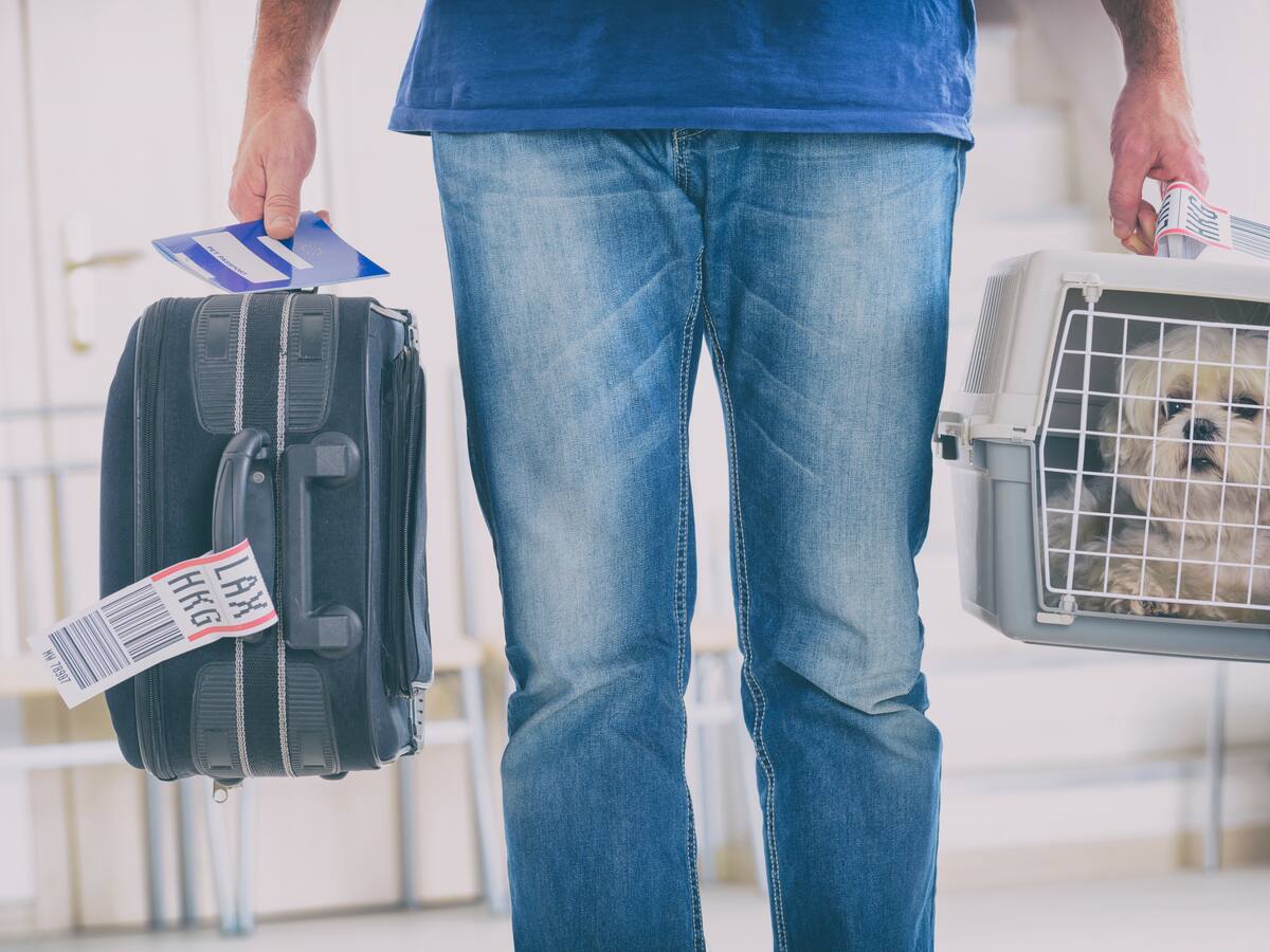 Tras problemas con el traslado de mascotas: Sernac oficia a las principales aerolíneas del país